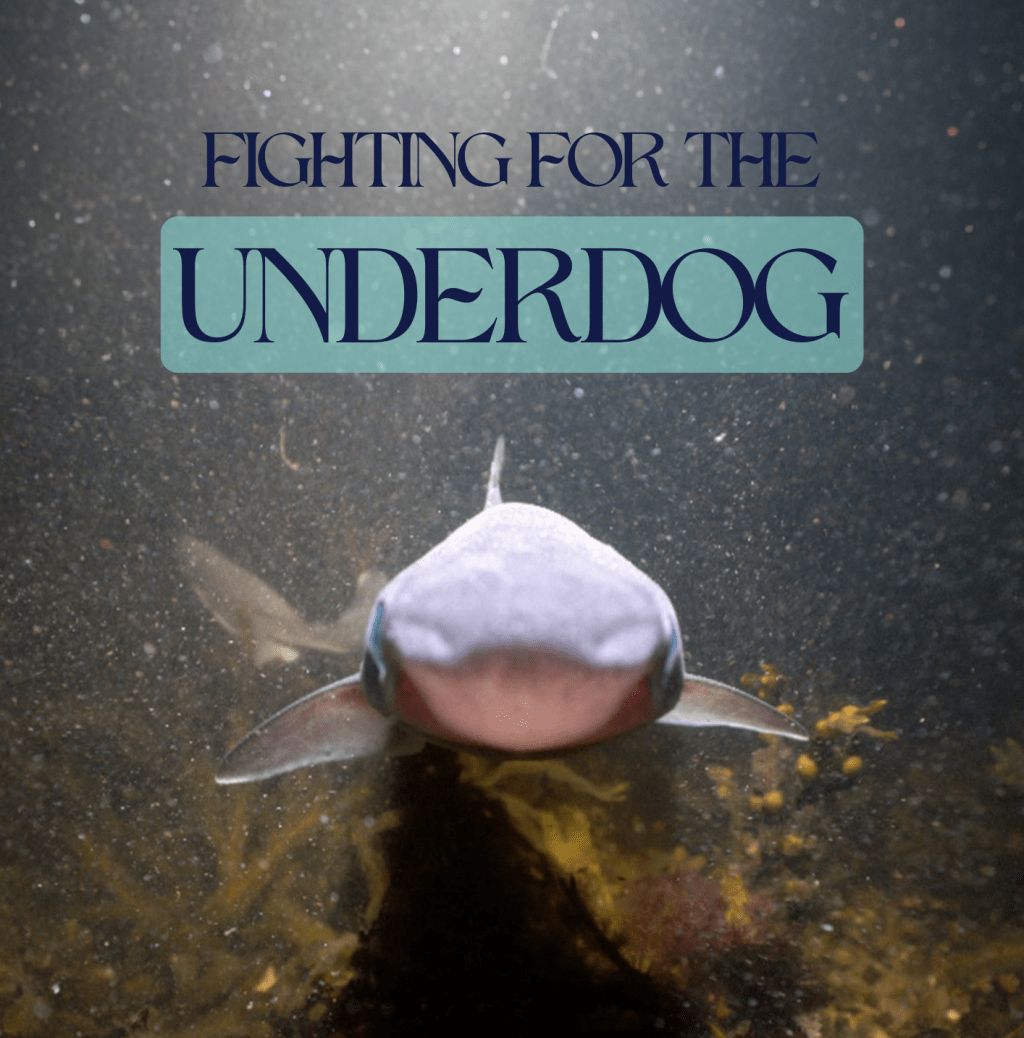 Film Club: Fighting for the&nbsp;Underdog